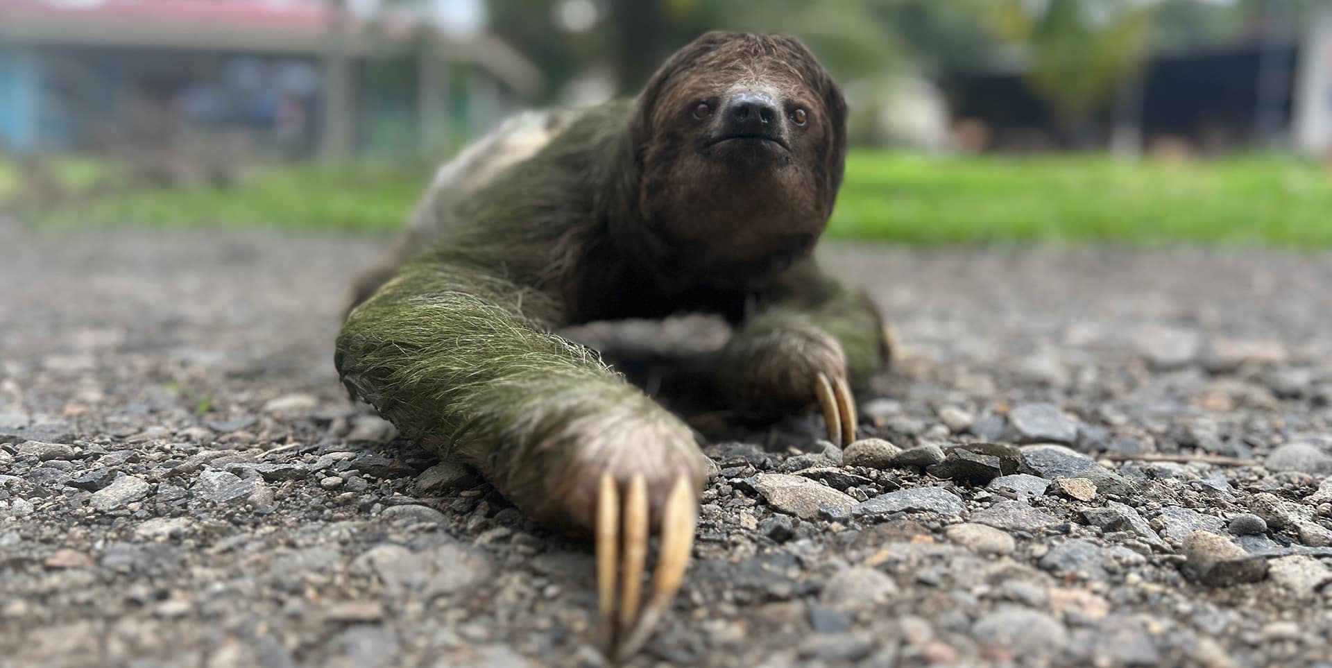 Costa Rica Wildlife and Biodiversity found during river rafting tours.